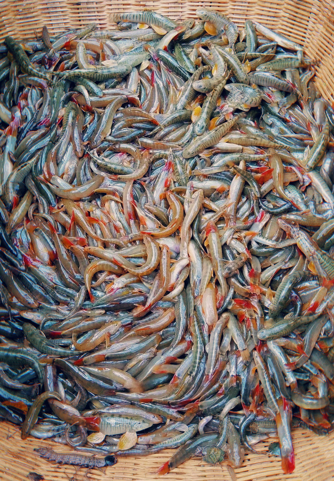 澜沧江野生鱼图片