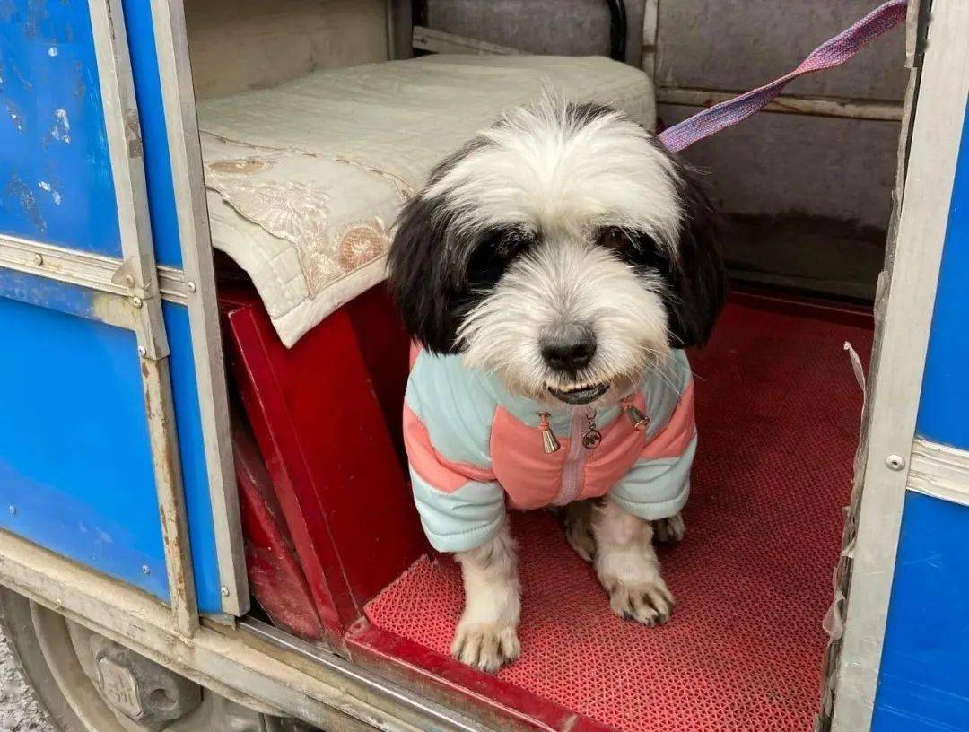 宠物寻主:金牛区博美,高新区黑白西施_信息_主人_照片