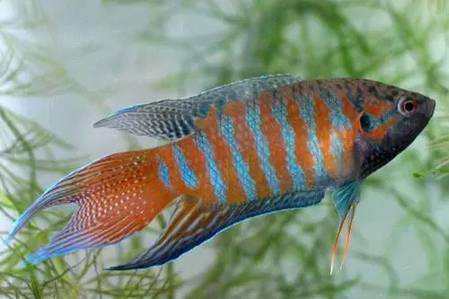 可是,中国斗鱼的知名度远远低于外来的泰国斗鱼,你说,这是为什么呢?