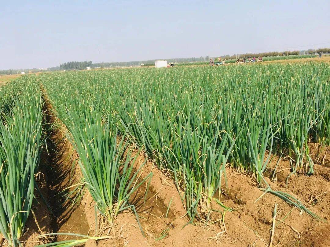 产地食材 ▎山东章丘大葱,辣味稍淡,微露清甜,脆嫩可口,久藏不易坏