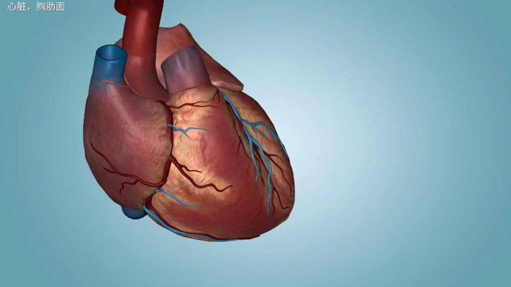心脏3d解剖-右心室的位置及右房右室分界:三尖瓣复合体-西医综合
