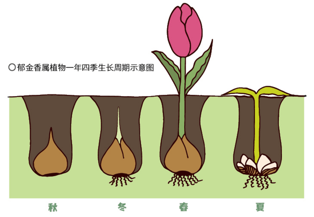 郁金香生长周期表图片