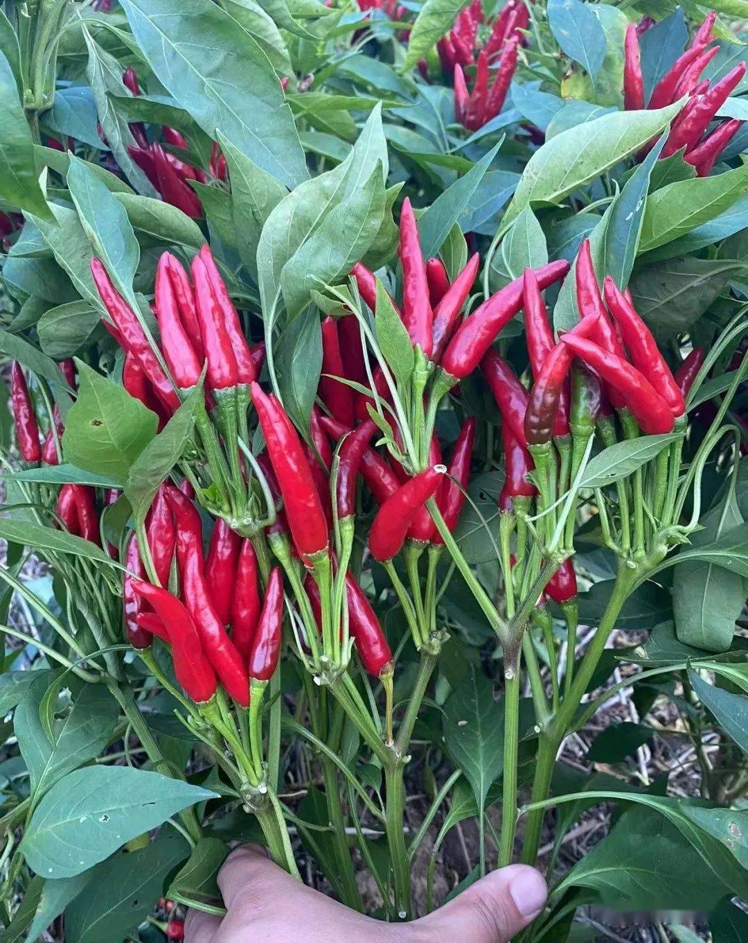 这个簇生朝天椒品种,抗性优,易干制,产量高,品质特好!_神英_兰德_选育