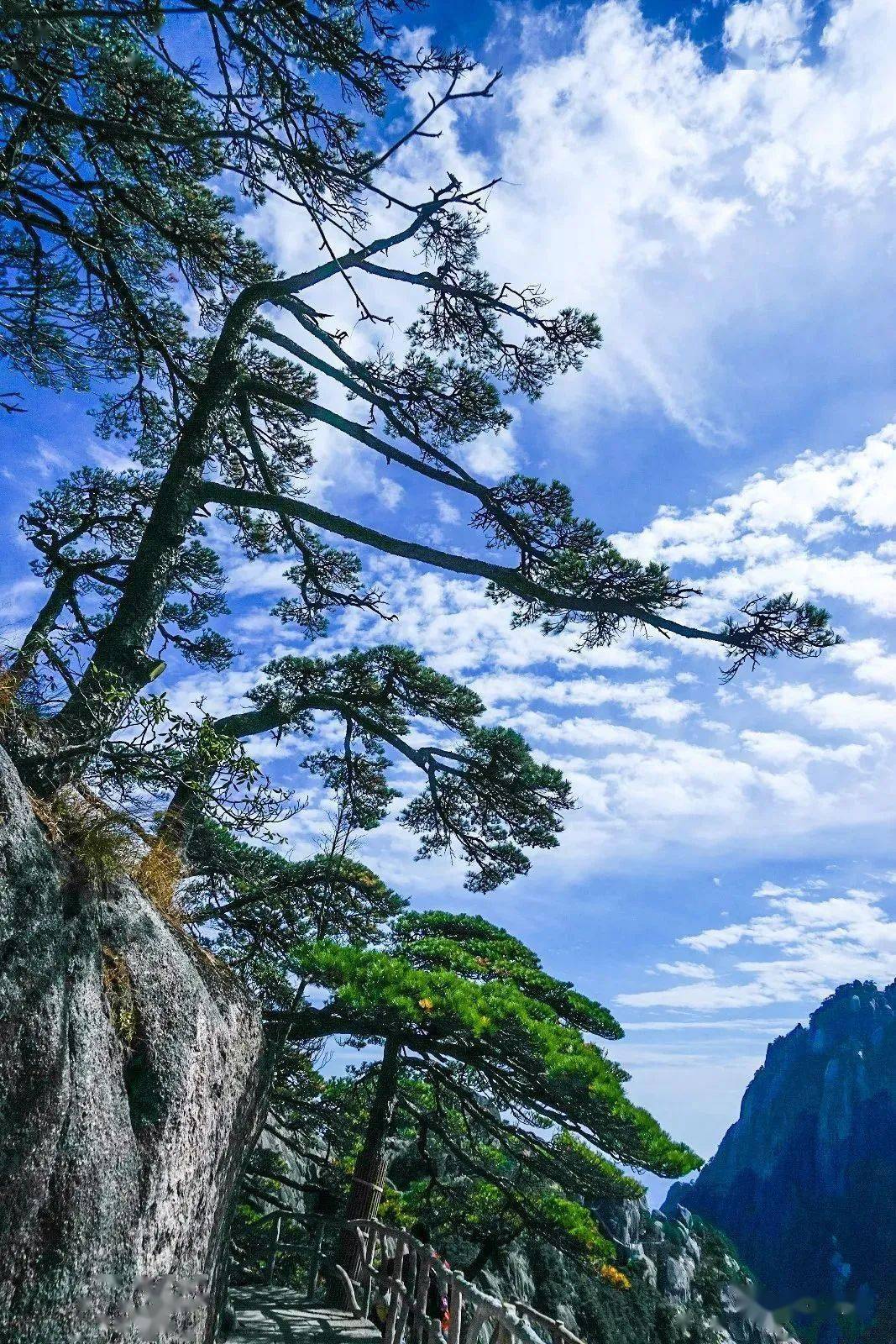 黄山:奇松百态争秀_精神_老街_中国