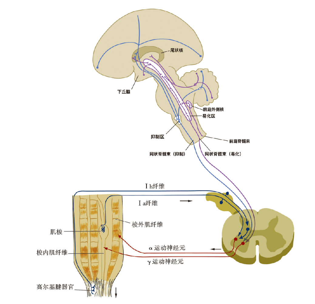 高尔基腱器官图片