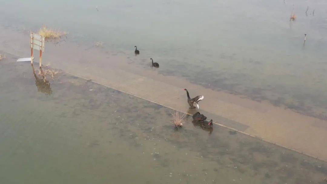 斑斓河北｜石家庄市藁城区：黑天鹅文雅现身滹沱河