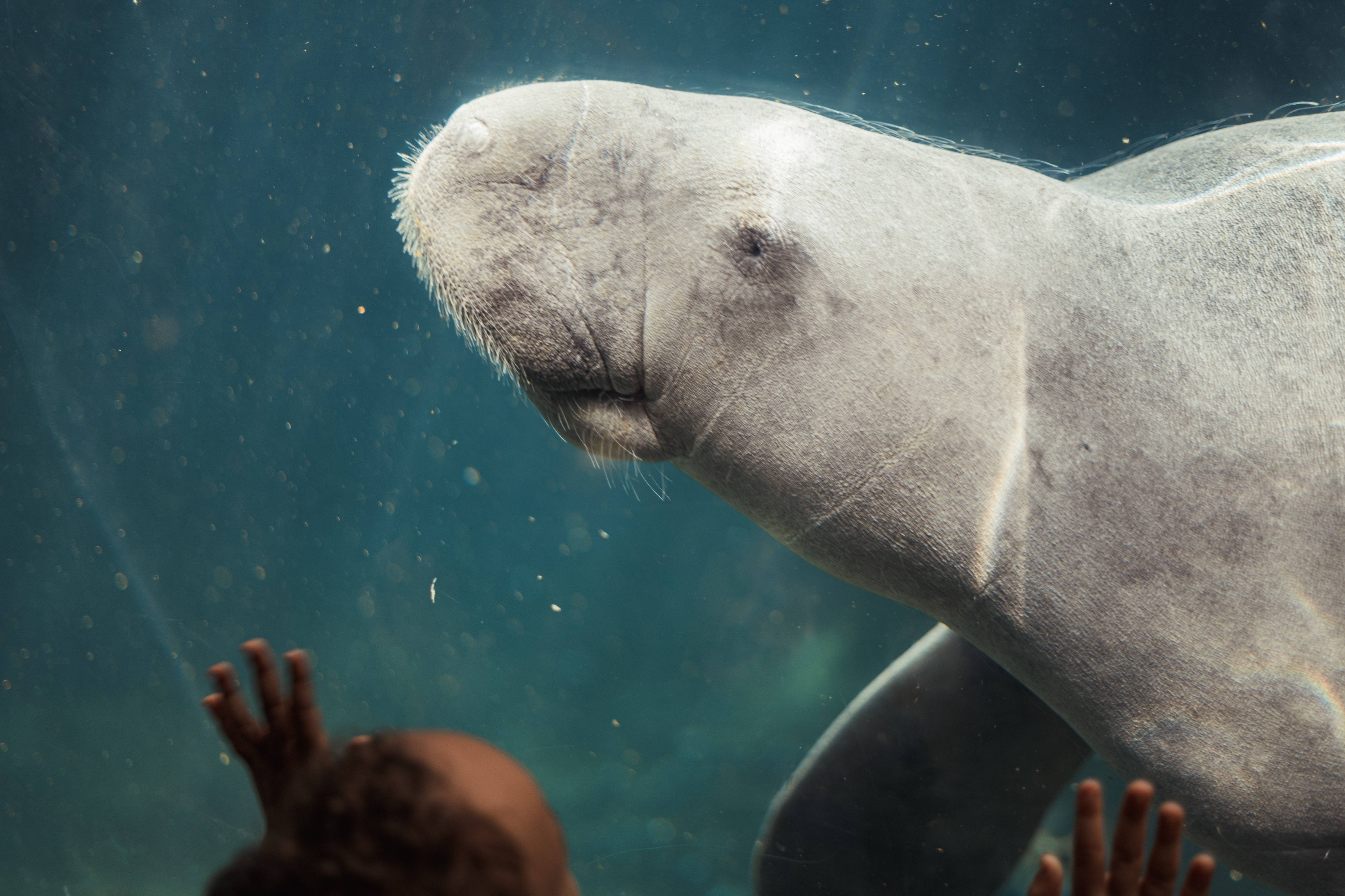 儒艮 dugon。海中之牛.高清摄影大图-千库网