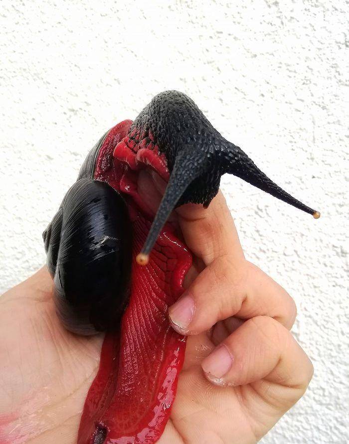 另类宠物-产自马来西亚,有着鲜艳配色的火焰蜗牛受到人们追捧_外壳