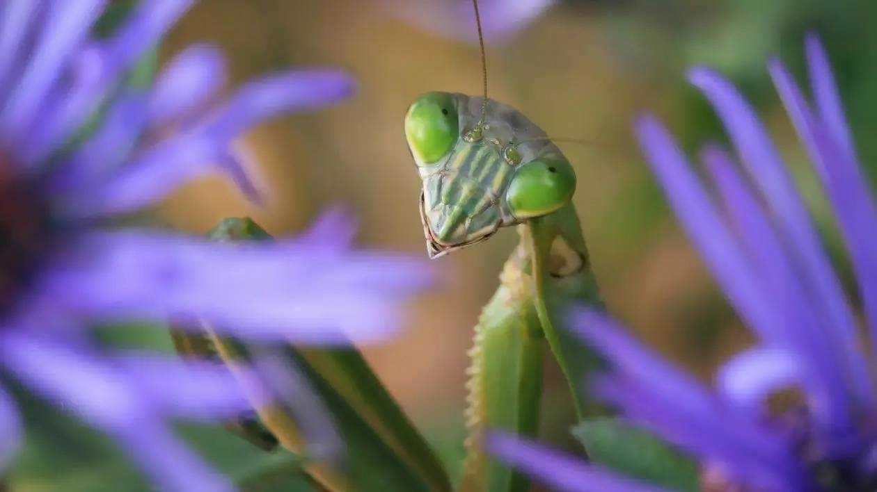 残忍的精灵:螳螂手持双刀,身披锦缎,是不走寻常路的顶级猎食者