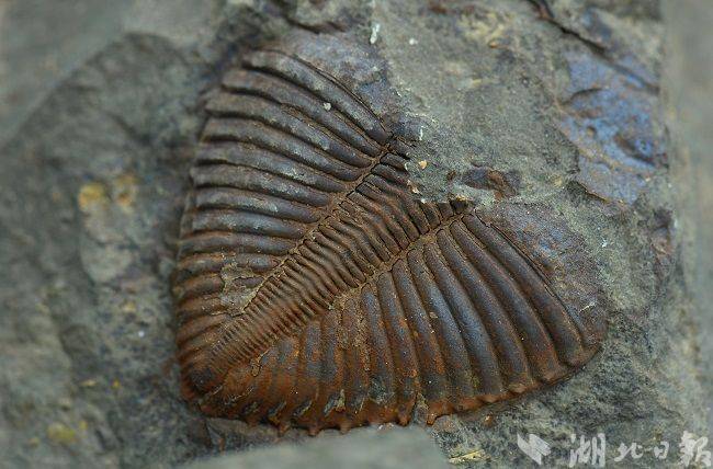 宣恩发现5.6亿年前远古动物三叶虫化石_手机搜狐网