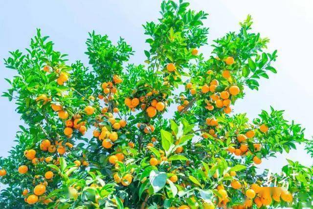 沙糖桔4kg 今年最後