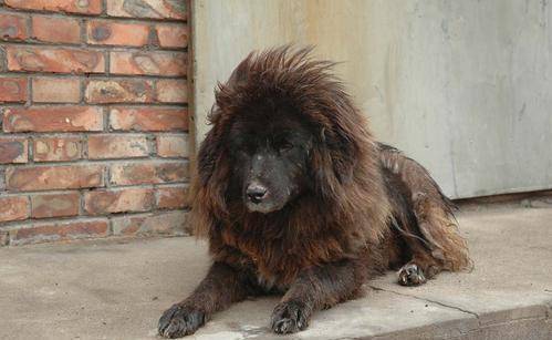 究竟是谁强谁弱呢?_藏獒_金豹_野性