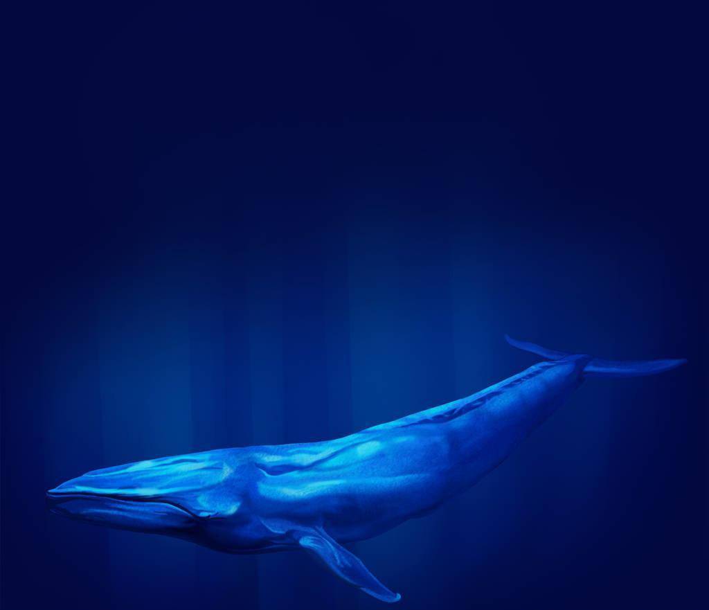 首次解开蓝鲸之谜：如何给世界上最大的动物测心跳？_搜狐网