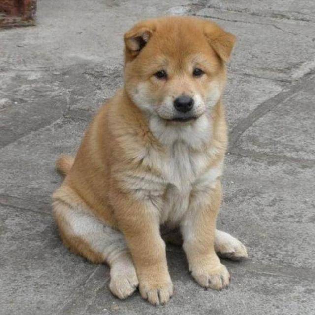 产地:日本别名:小柴柴犬产地:中国别名:土狗中华田园犬