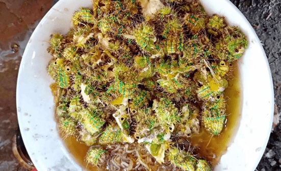 两个月生,这指的是它的生长月份,基本没有三个月生,要知道洋辣子是