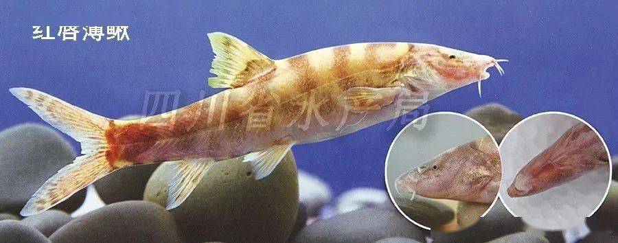 认识长江流域野生保护鱼(下篇)_背鳍_体长_小鲤