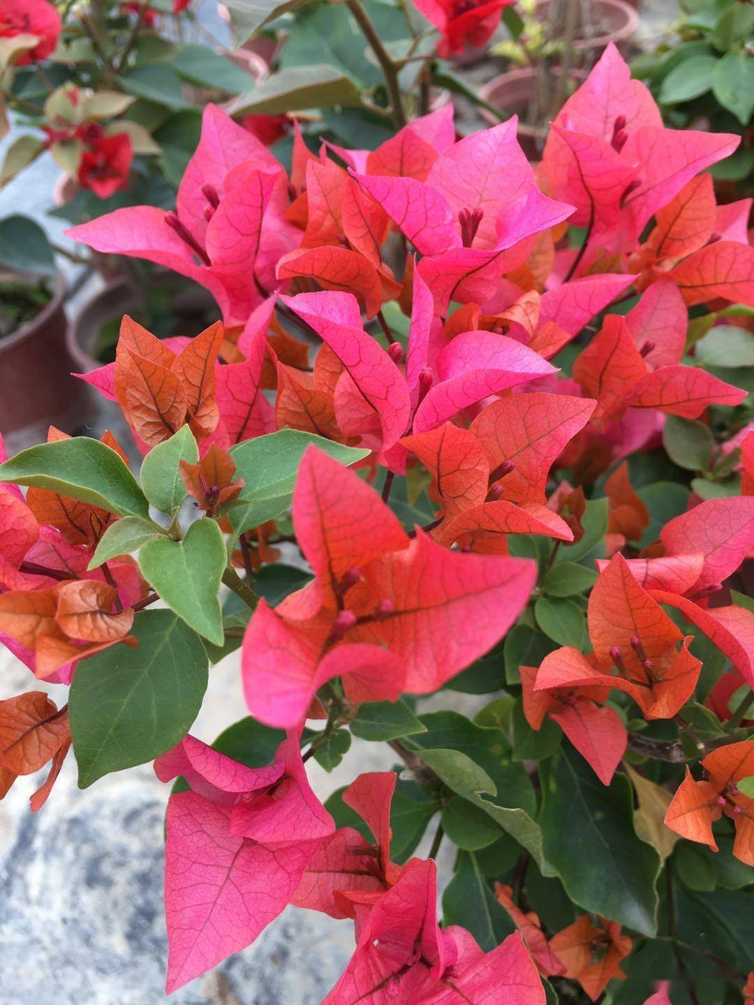 三角梅维拉粉和印度橙粉品种_cm_绿色_花序