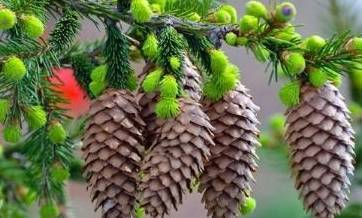 顾名思义,松果就是松树结的果实.不过,事实并不这么简单.