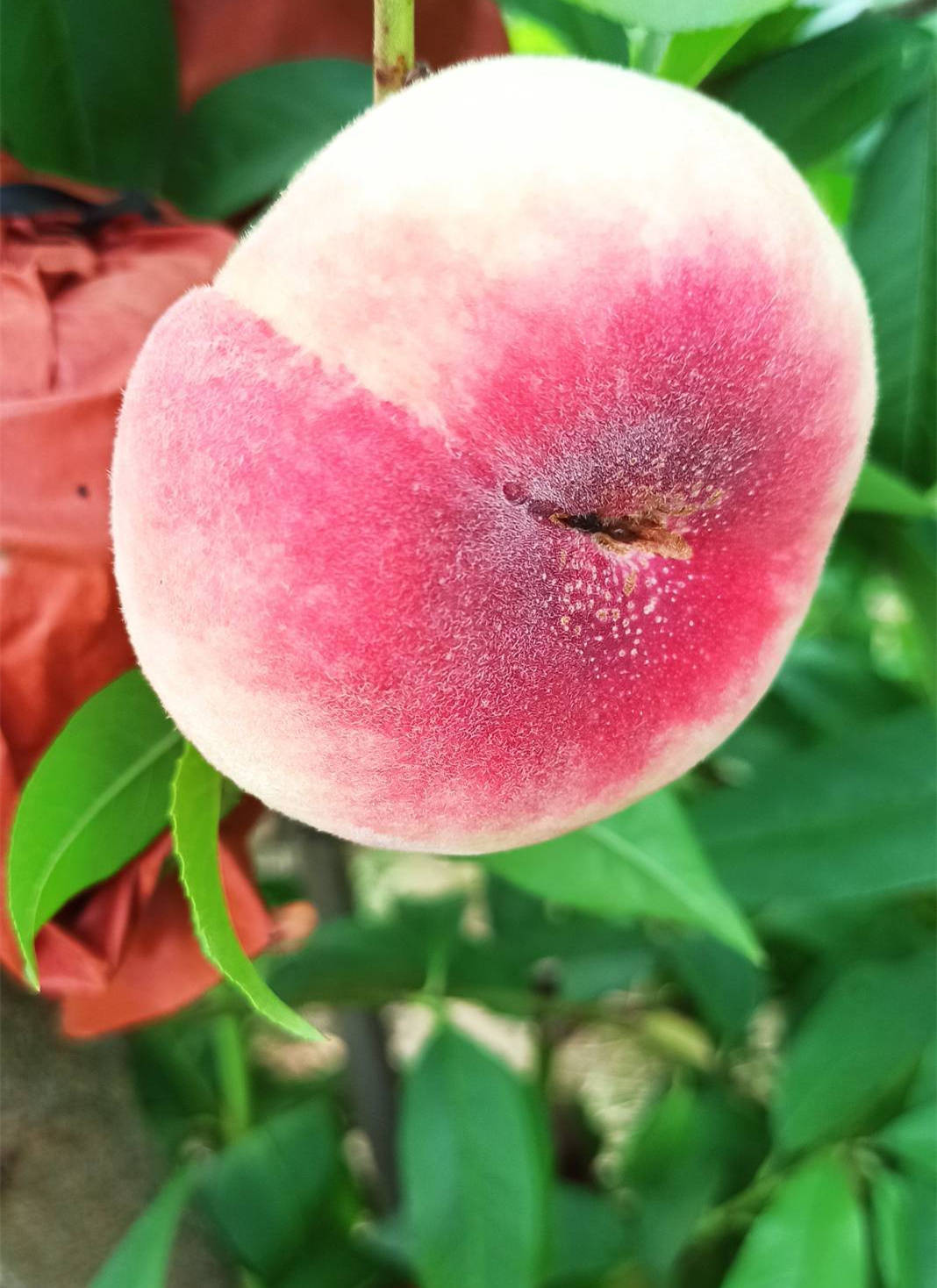 晚熟大果金陵晚毛蟠桃苗介绍 修剪新栽金陵晚毛蟠桃苗的注意事项_骨干