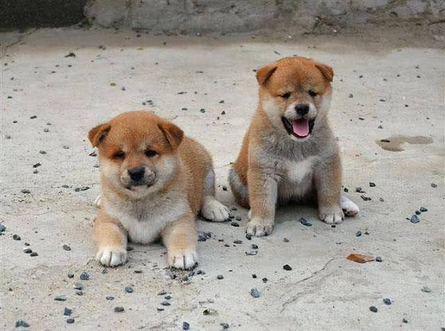 "中华田园犬"和"柴犬"哪个更好?