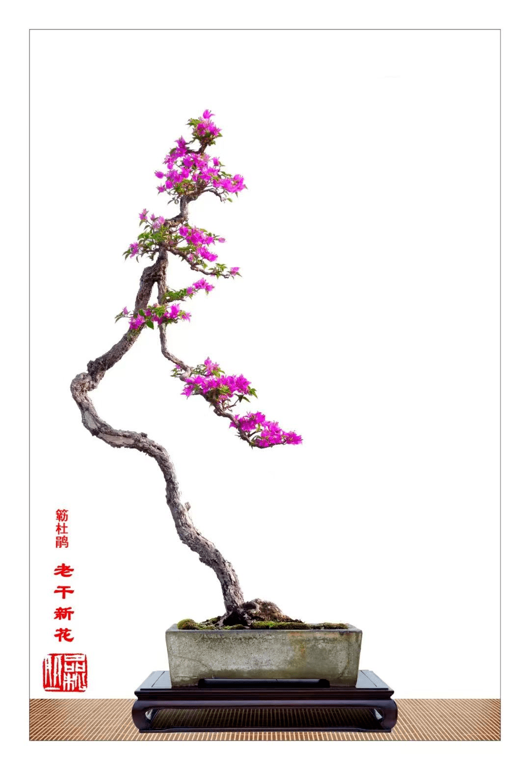 弄文玩素盆景艺术爱好者,中国盆景艺术大师,广东省嶺南盆景艺术大师