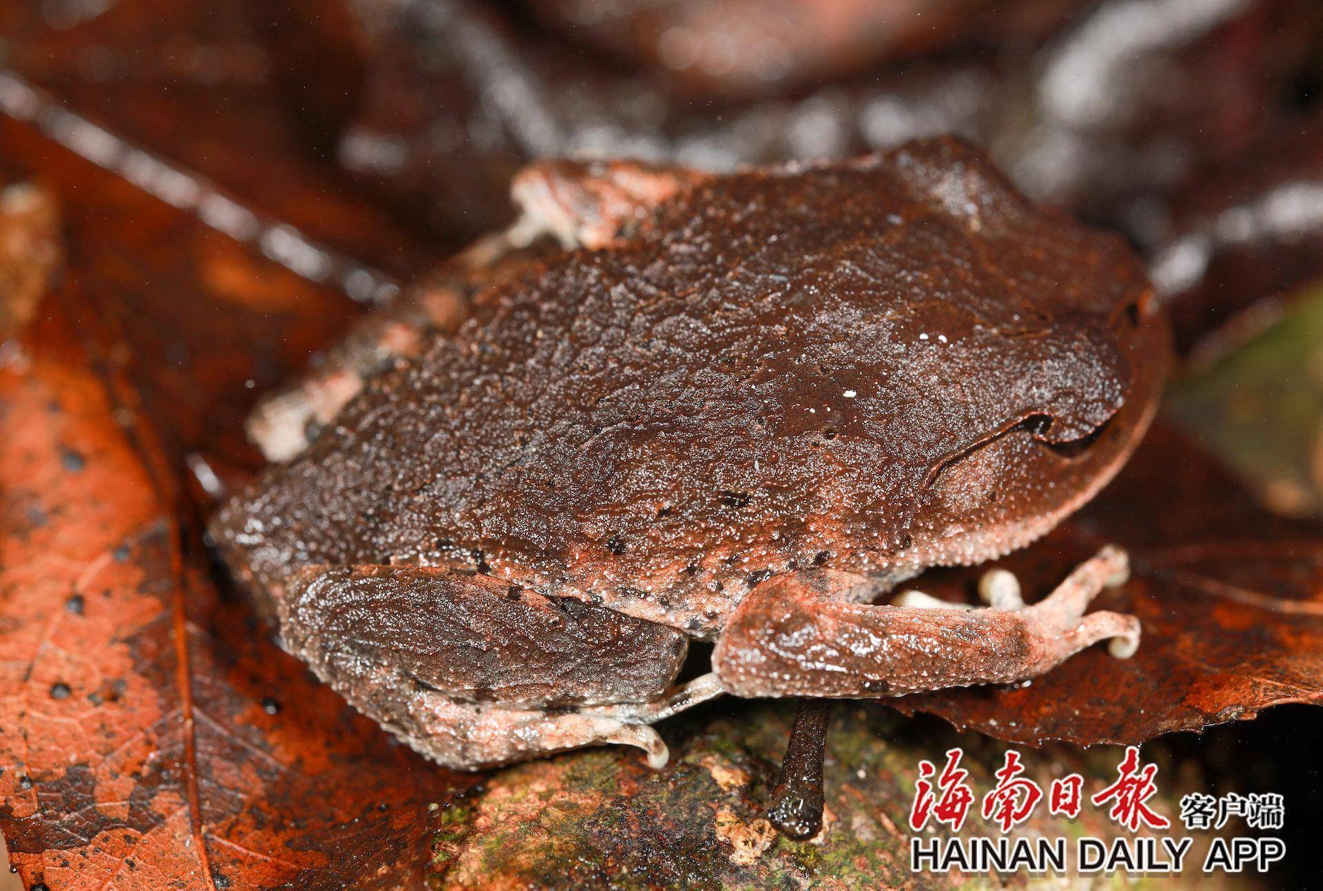 探海南热带雨林生物多样性之美