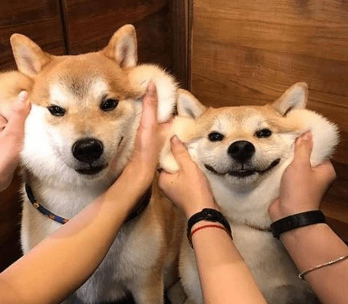 柴犬4大缺点！光是倔强不听话这一点，就让主人崩溃！_搜狐网