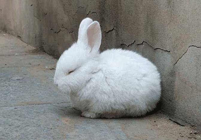 兔子睡觉是什么样子呢?大家都见过吗?_睡眠_时候_眼睛