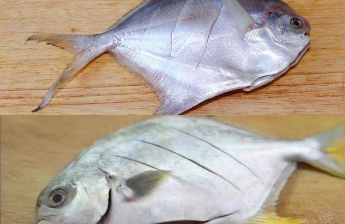 金鲳鱼与银鲳鱼区别图片