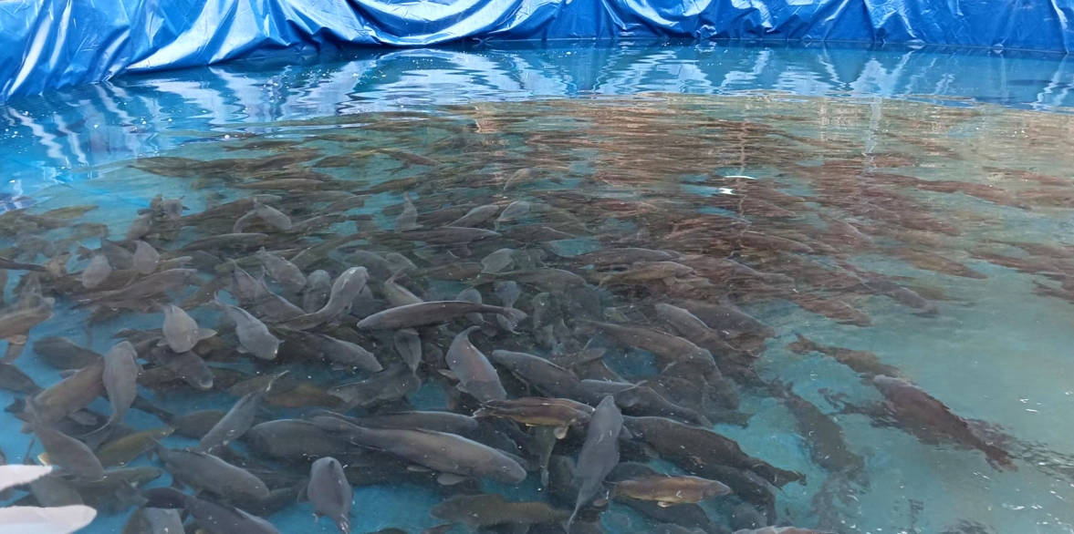 纳雍县:高位池养冷水鱼,打造养鱼新模式_养殖_羊场村_松浦