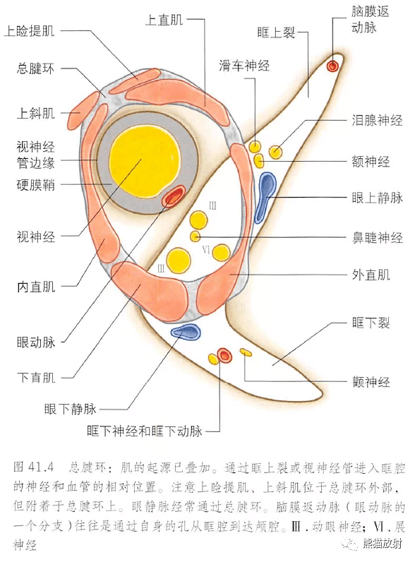 解剖學| 你想要的30張眼睛解剖圖都在這→_眼球_視網膜_視神經