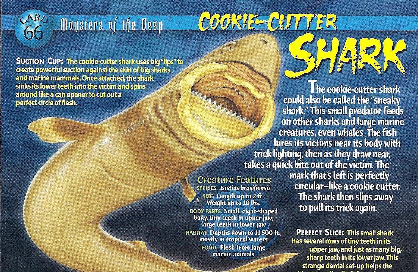 雪茄达摩鲨:来自深海的恐怖动物,能吃虎鲸和大白鲨咬破美军潜艇_体型