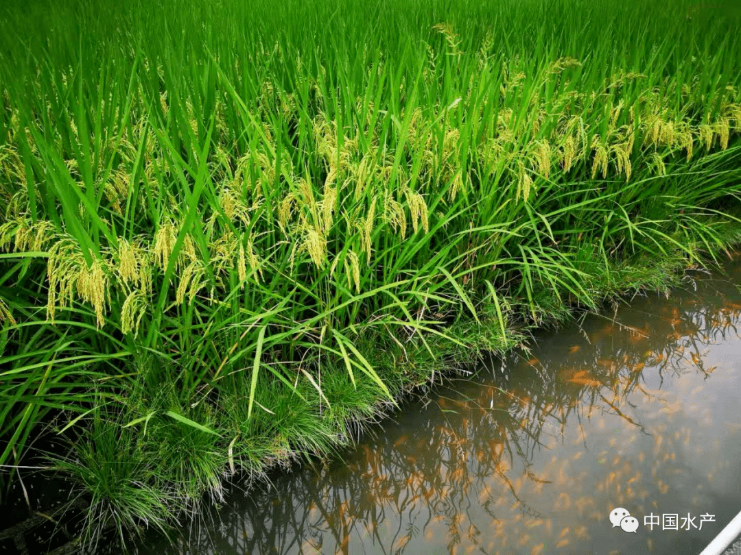 致富经小龙虾_致富经小龙虾_致富经小龙虾