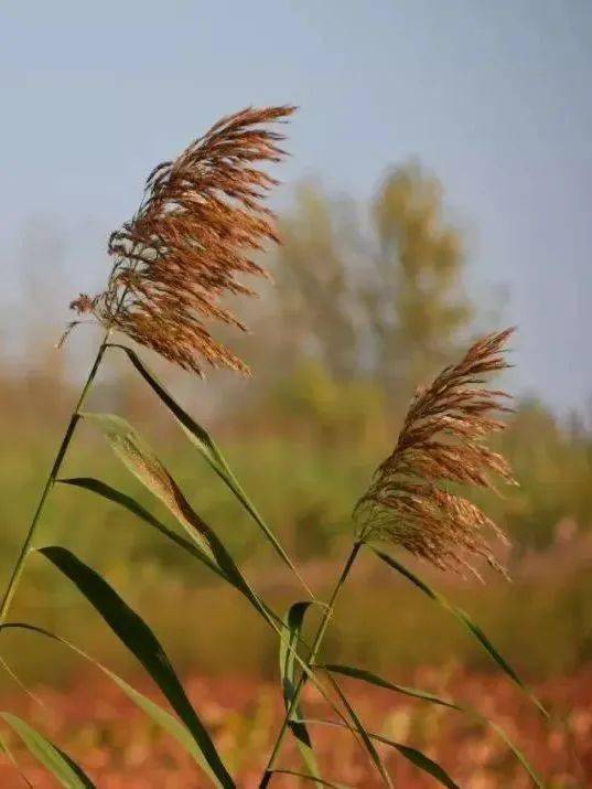 漫游湖滨 | 漫天芦雪入画,谱写浪漫恋曲_骆马湖_芦荻_芦花