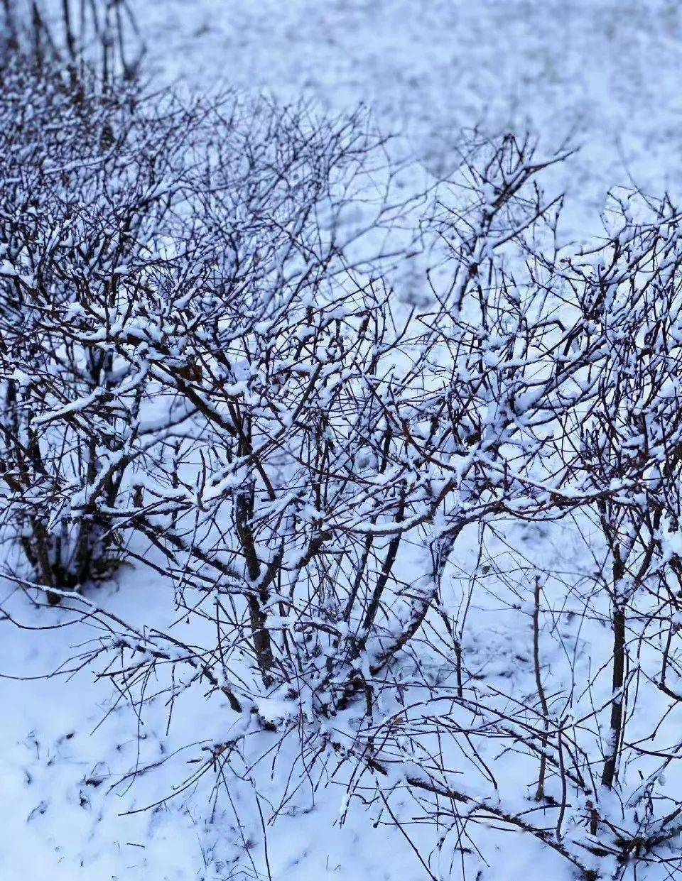 西宁雪景图片