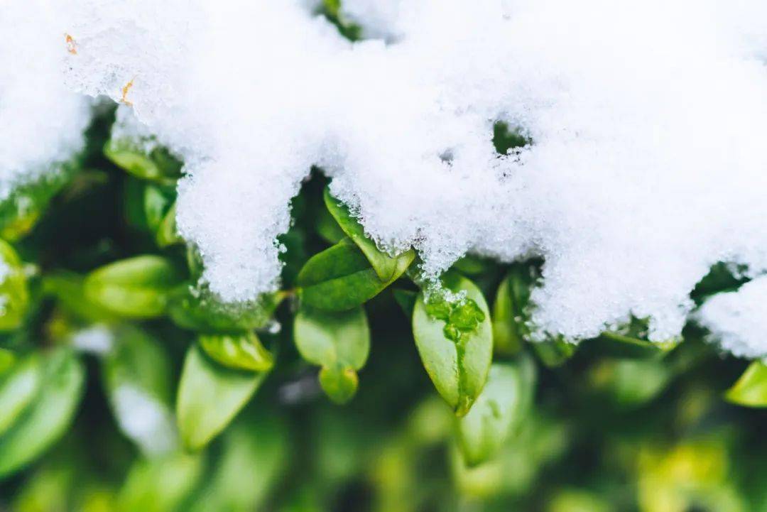叹为观止_雪花_人间_冬日