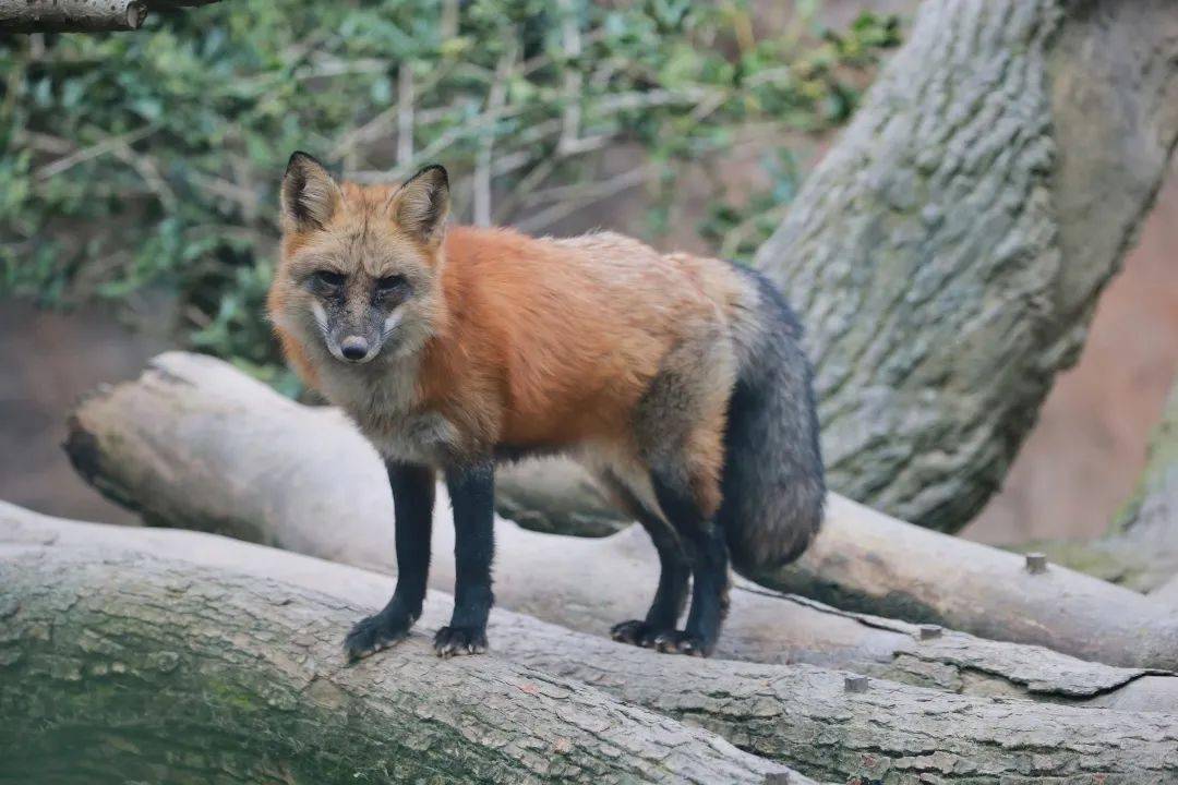 科學之夜帶你夜探神秘夜行動物!_生活_什麼_體型