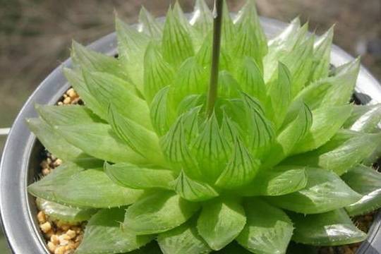 多肉水晶莲晶莹剔透,花型似莲花,养护简单颜值高_植物_琉璃_叶片