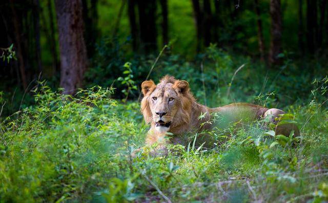 安哥拉狮,南非狮,巴巴里狮,开普狮,马赛狮,亚洲狮和西非狮
