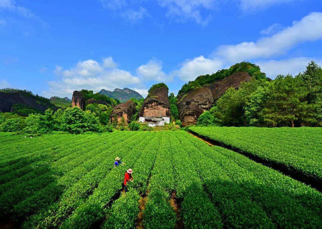 央媒看南平|武夷山国家公园:青山添绿 茶园飘香_生态_保护_廖红至