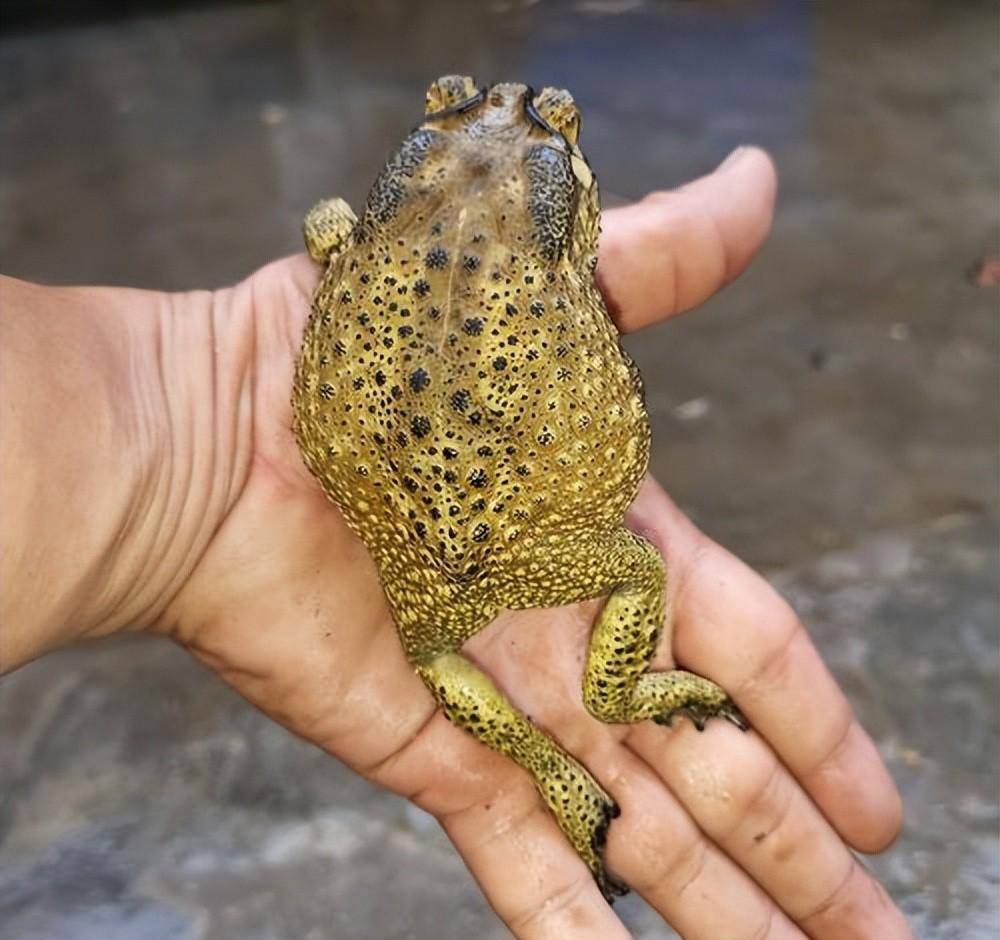 蟾蜍_澳大利亚_严重