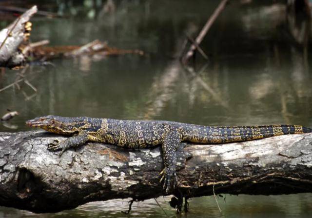 大蜥蜴!"五爪金龙"时隔十多年重现云南,为何国外却泛滥成灾?