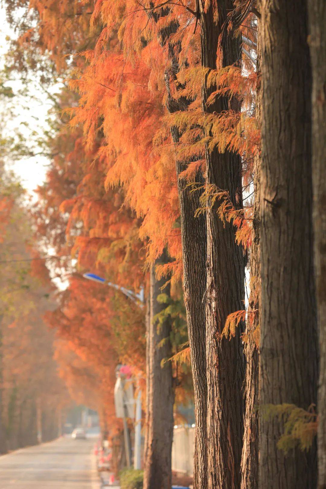 紅葉翩翩!望城又一片杉樹紅了!_道路_大自然_水杉