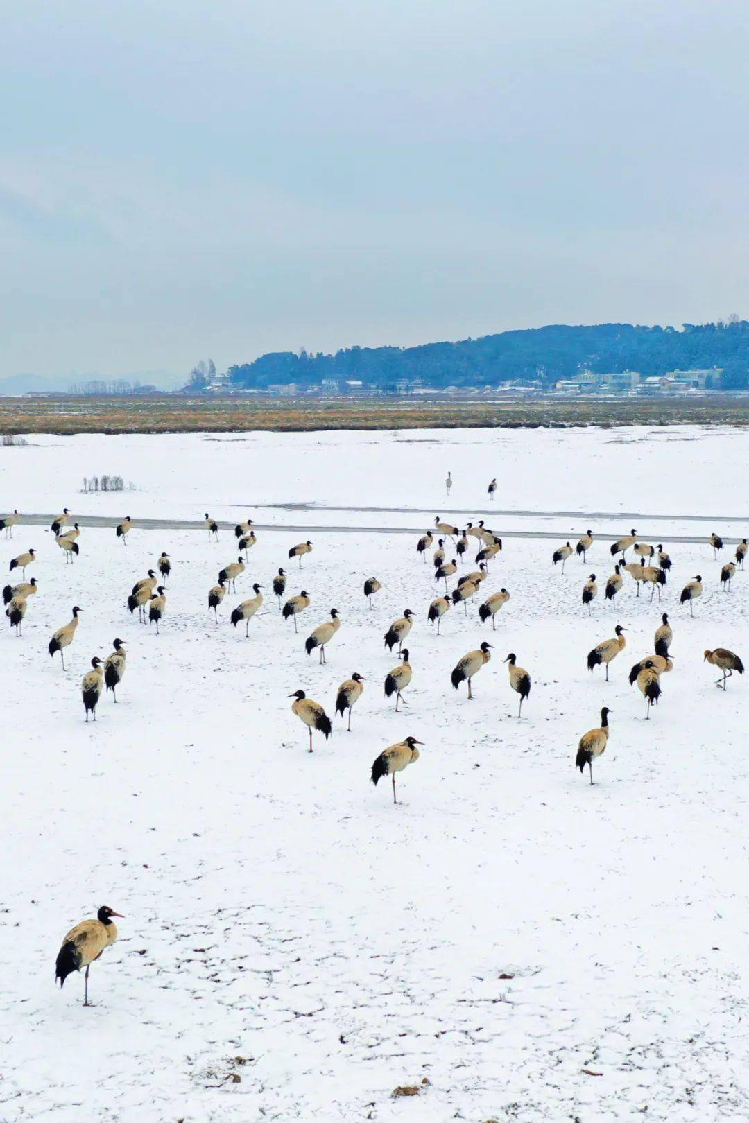 冰雪中的黑颈鹤_威宁_草海_自然保护区