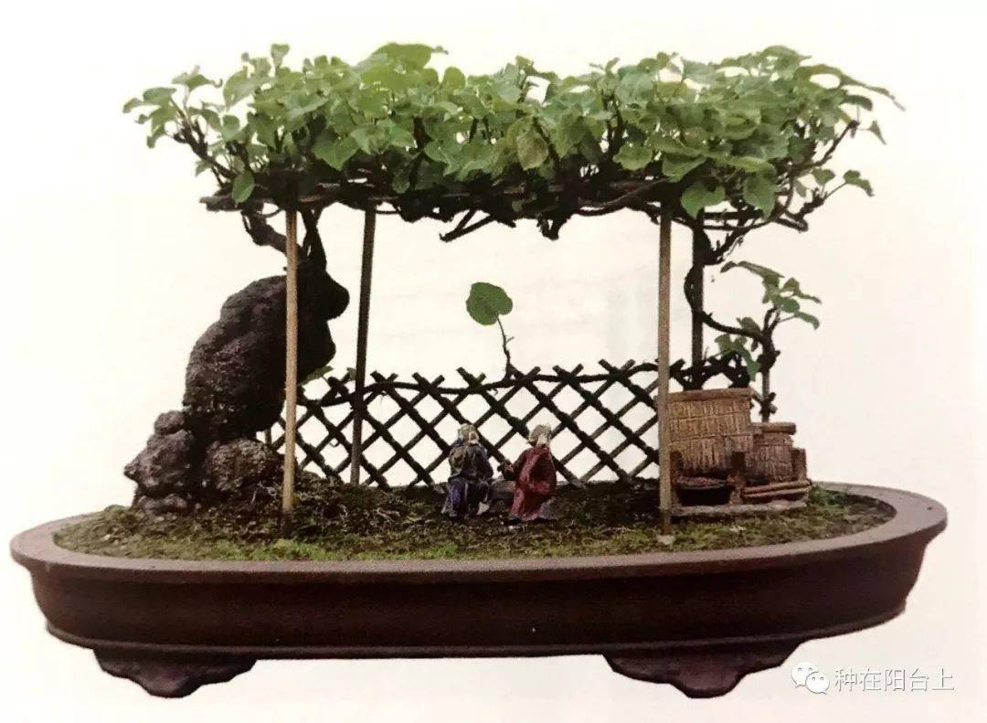 花市里引数人围观鉴赏的何首乌盆景,究竟是如何制作的?