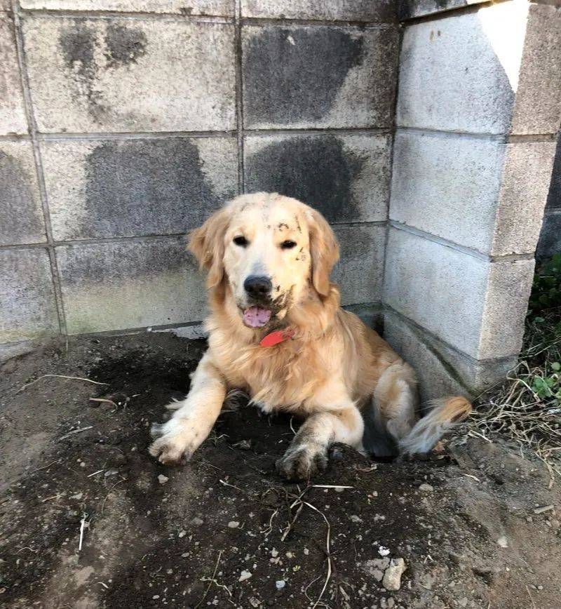 花园里怎么有半截狗狗?仔细一看,原来是"土拨狗"啊!_网友_雷欧_落叶