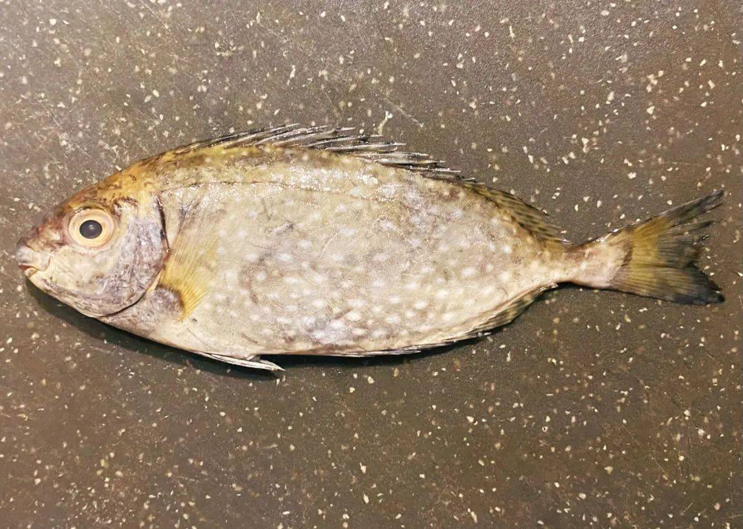 卓成曦|原来以臭闻名的不止酸笋,臭鳜鱼,还有这臭肚鱼!