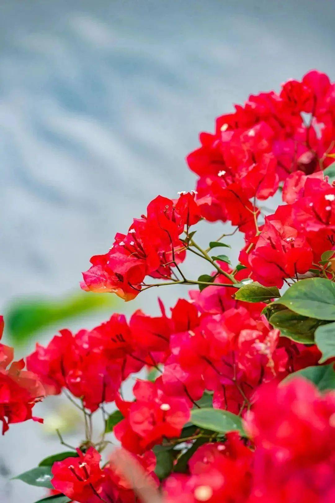 惠州市的市花,开了!_梅花_西湖_湖景区