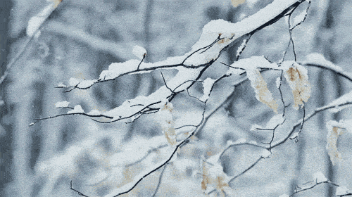 英文悦读 | 约翰•普里斯特利:First Snow初雪_the_Jane_lives