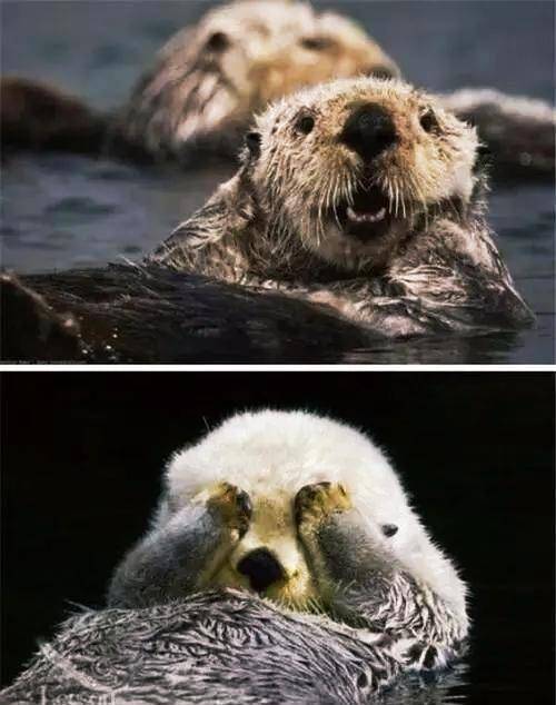 那些治愈系的动物图片,心情不好的时候看一看,很温暖